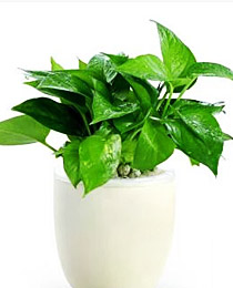 黄金葛(4盆)